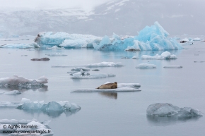 Phoque barbu / Bearded seal Phoque barbu / Bearded seal