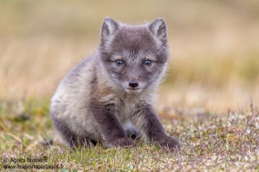 Jeune renard polaire / Arctic fox pup Jeune renard polaire / Arctic fox pup