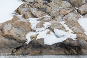 Ours polaire / Polar bear Ours polaire / Polar bear