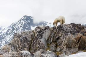 Ours polaire / Polar bear Ours polaire / Polar bear