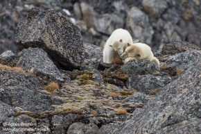 Ours polaires / Polar bears Ours polaires / Polar bears