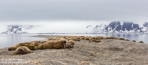Morses / Walruses Morses / Walruses
