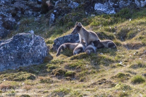 Renards polaires / Arctic foxes Renards polaires / Arctic foxes