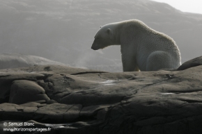 Ours polaire / Polar Bear