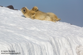 Ours polaire / Polar bear Ours polaire / Polar bear