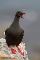 Guillemot à miroir / Black guillemot