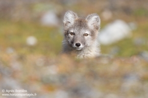 Renard polaire / Arctic fox Renard polaire / Arctic fox