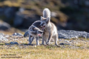 Renards polaires / Arctic foxes Renards polaires / Arctic foxes