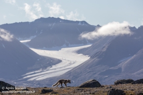 Renard polaire / Arctic fox Renard polaire / Arctic fox