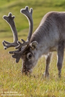 Renne du Svalbard / Svalbard reindeer