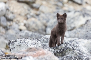Renard polaire / Arctic fox Renard polaire / Arctic fox
