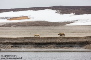 Ours polaires / Polar bears