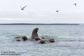 Morses et sternes arctiques / Walruses and Arctic terns Morses et sternes arctiques / Walruses and Arctic terns