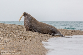Morse / Walrus