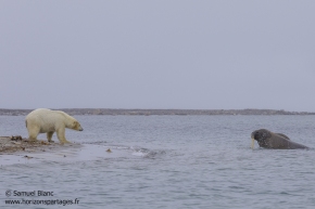 Ours polaire et morse / Polar Bear and walrus