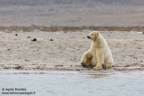 Ours polaire / Polar bear Ours polaire / Polar bear