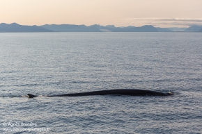 Rorqual commun / Fin whale Rorqual commun / Fin whale