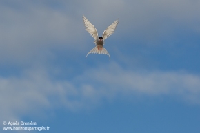 Sterne arctique / Arctic tern
