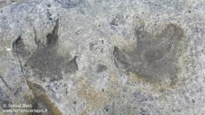 Traces de dinosaure / Dinosaur tracks Traces de dinosaure / Dinosaur tracks