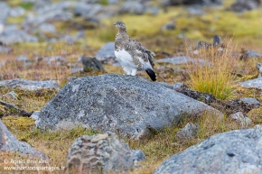 Lagopède alpin / Rock ptarmigan Lagopède alpin / Rock ptarmigan