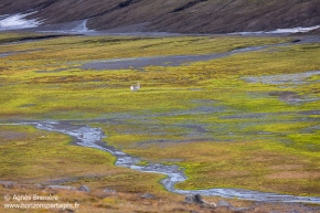 Renne et tounda / Svalbard reindeer and tundra Renne et tounda / Svalbard reindeer and tundra