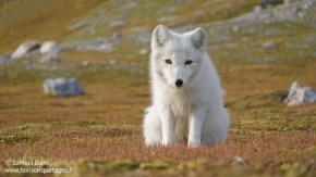 Renard arctique / Arctic Fox Renard arctique / Arctic Fox