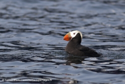 Macareux huppé / Tufted Puffin