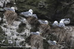 Mouette des brumes / Red-legged Kittiwake