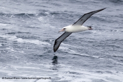 Albatros de Laysan / Laysan Albatross