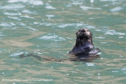 Loutre de mer / Sea Otter