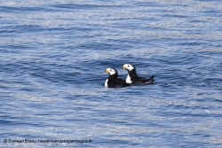 Macareux cornu / Horned Puffin