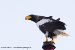 Pygargue de Steller / Steller Sea Eagle