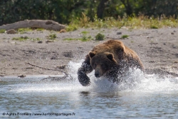 Ours brun / Brown Bear