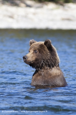 Ours brun / Brown Bear