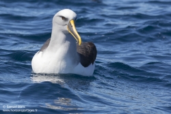 Albatros de Buller