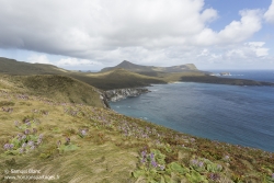 Northwest Bay, île Campbell