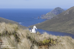 Albatros royal du Sud à l'île Campbell