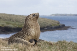 Lion de mer de Nouvelle-Zélande