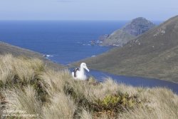 Albatros royal du Sud à l'île Campbell
