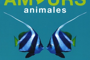 Amours animales - Mango Jeunesse, 2010