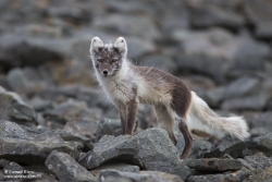 Renard arctique / Arctic Fox