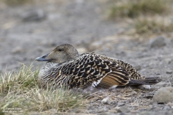 Eider à duvet femelle / Eider Duck female