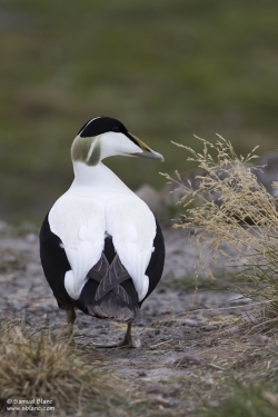 Eider à duvet mâle / Eider Duck male