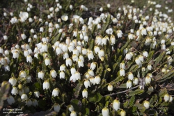 Cassiope tétragone / Arctic Bell-heater