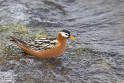 Phalarope à bec large / Red Phalarope