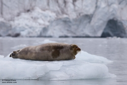 Phoque barbu / Bearded Seal