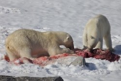 Ours polaires mangeant un phoque barbu / Polar Bears eating a Bearded Seal