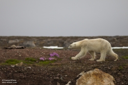 Ours polaire / Polar Bear