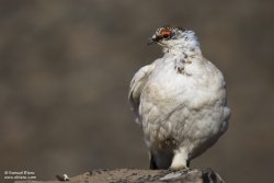 Lagopède alpin / Ptarmigan Lagopède alpin / Ptarmigan