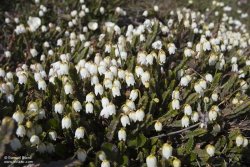 Cassiope tétragone / Arctic Bell-heater Cassiope tétragone / Arctic Bell-heater